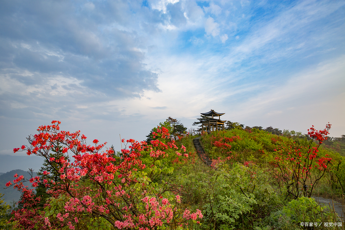 镇江南山杜鹃花图片