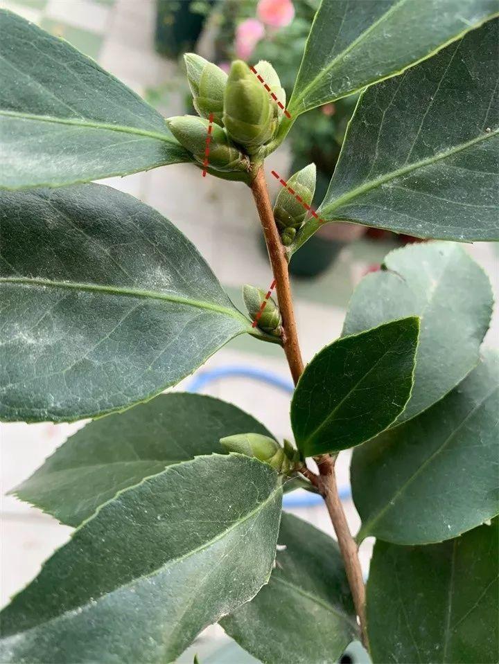 茶花8月冒花苞,赶紧剪一半,不然一年没花赏!