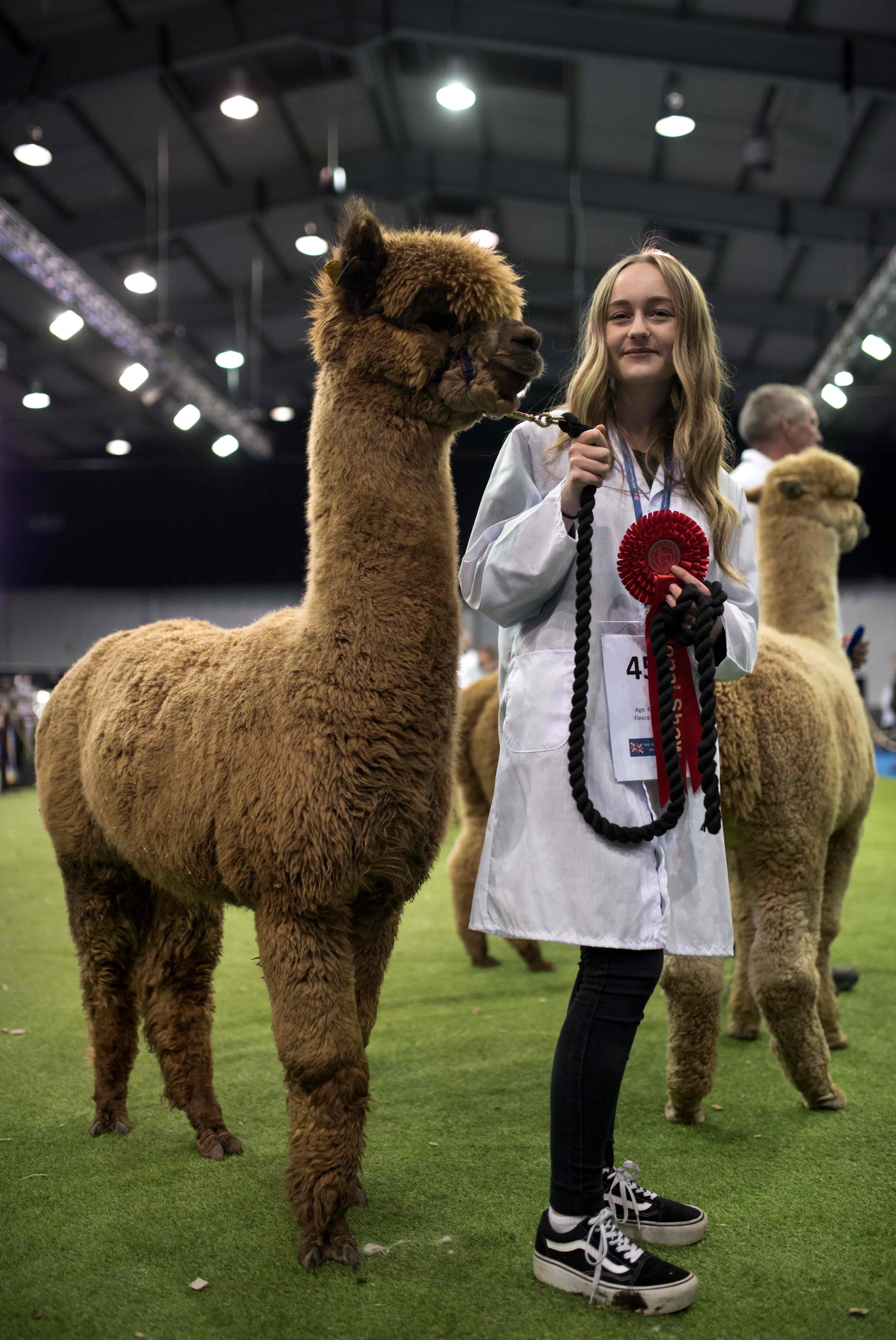 英国举办羊驼展(12)