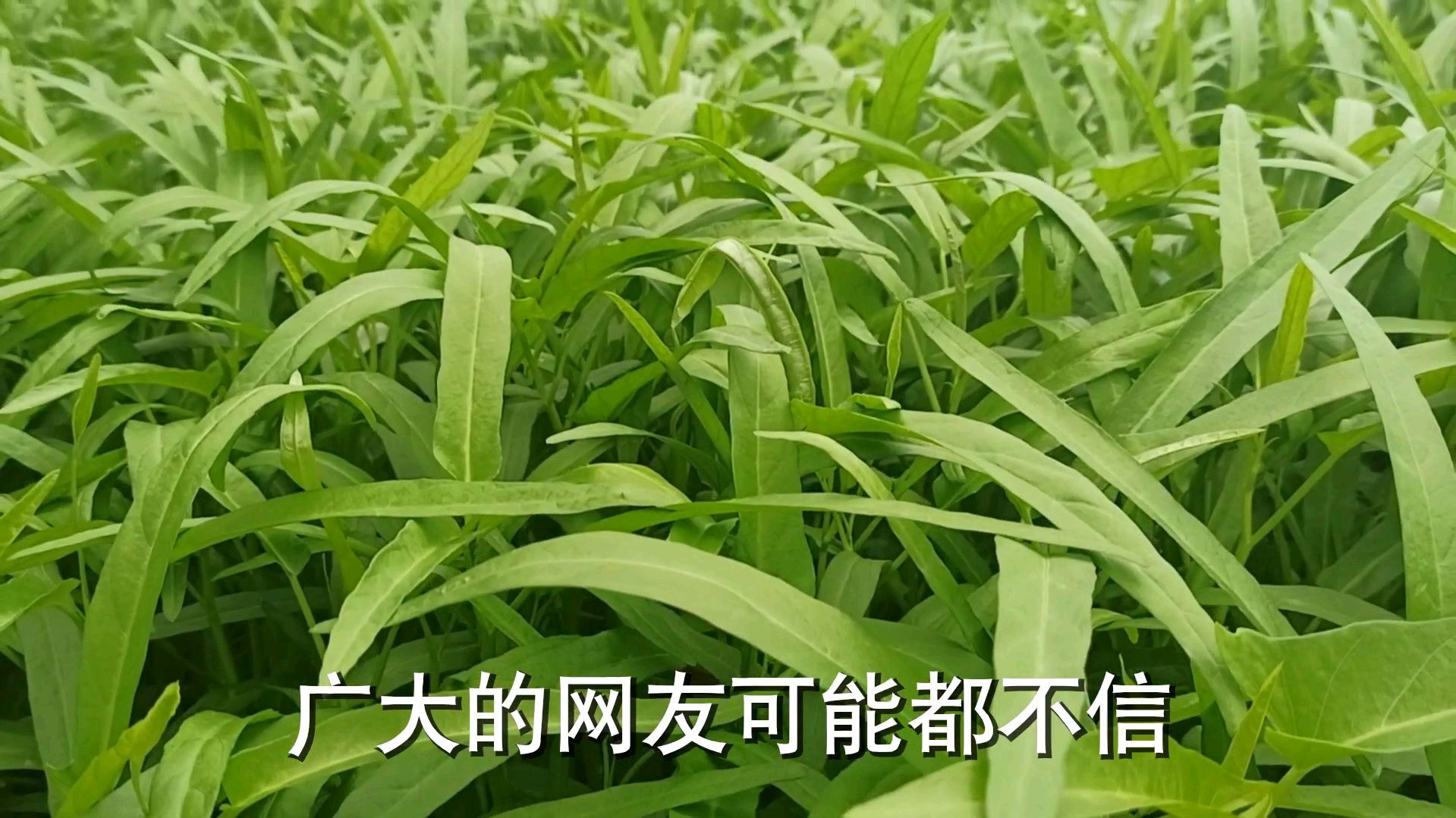 田里种的空心菜,结果长出来很多苋菜,什么原因导致这个结果呢