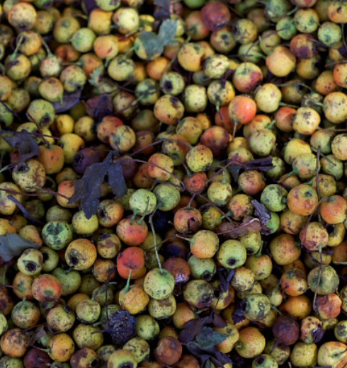 野山楂,又名浮萍果,大红子,红果子,南山楂,酸里红子等.