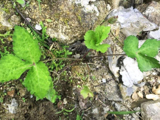 乡下才有的野菜,春天发芽了,三月吃很好吃,城里很少有人吃过