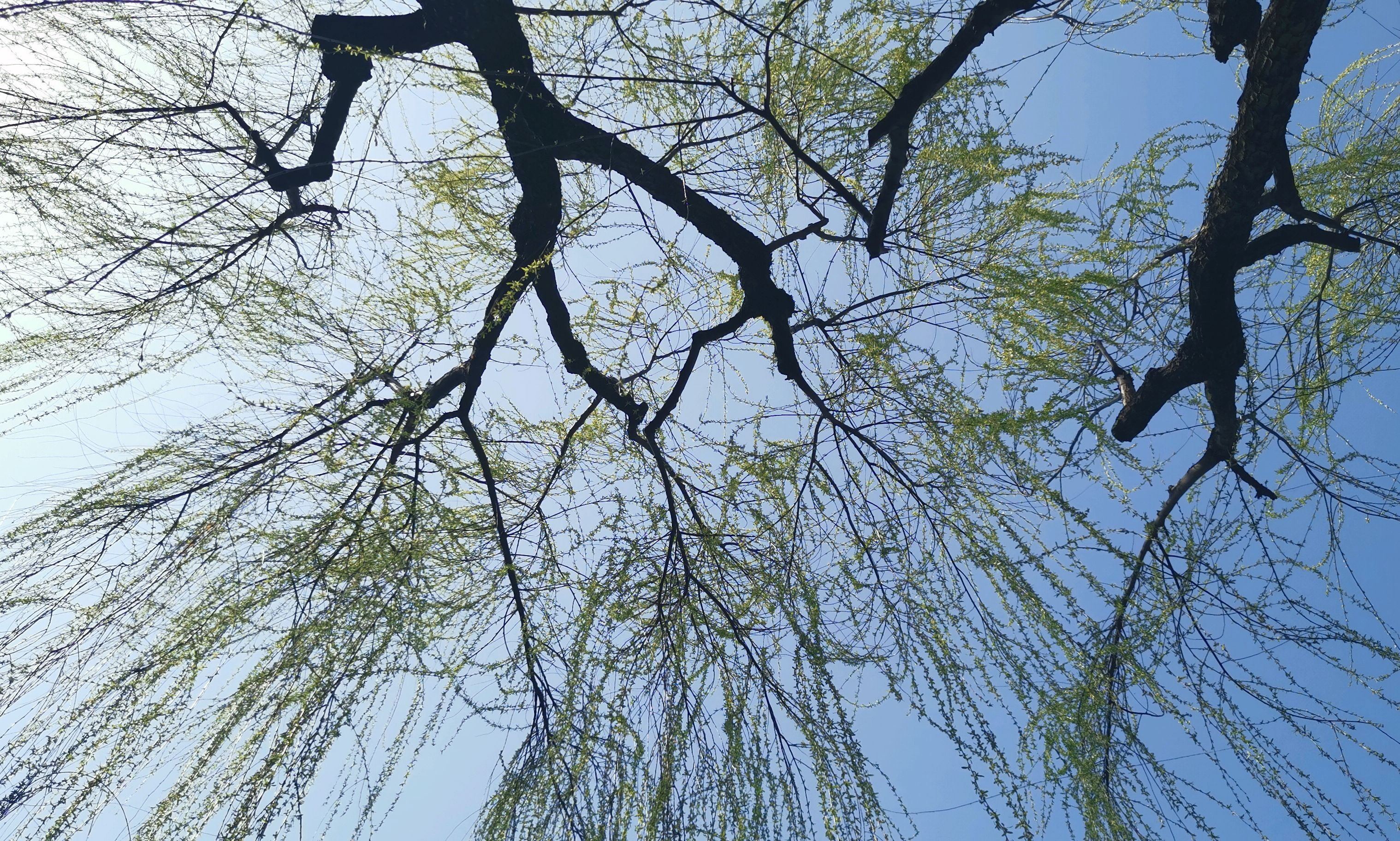 西子湖畔柳芽新出,随风摇曳!再过不久,桃花也要开了
