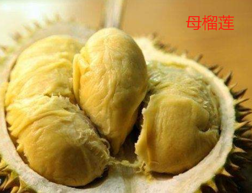 榴莲也分公母?买到"母"的肉多还香甜,3招教你快速分辨公母