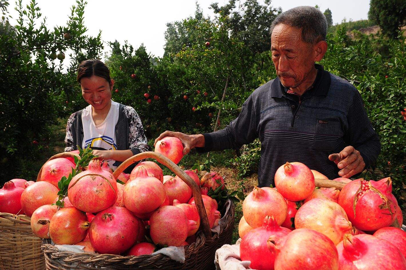 石榴不结果的原因竟是这些!种植老手"手把手"教你解决方法!