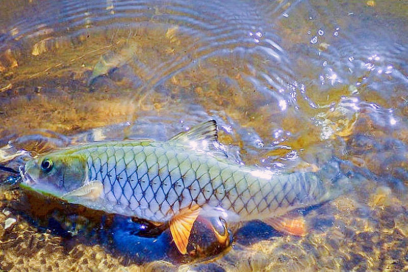 山涧里这种粗鳞鱼,性情凶猛难降服,如果能钓到是您的福气