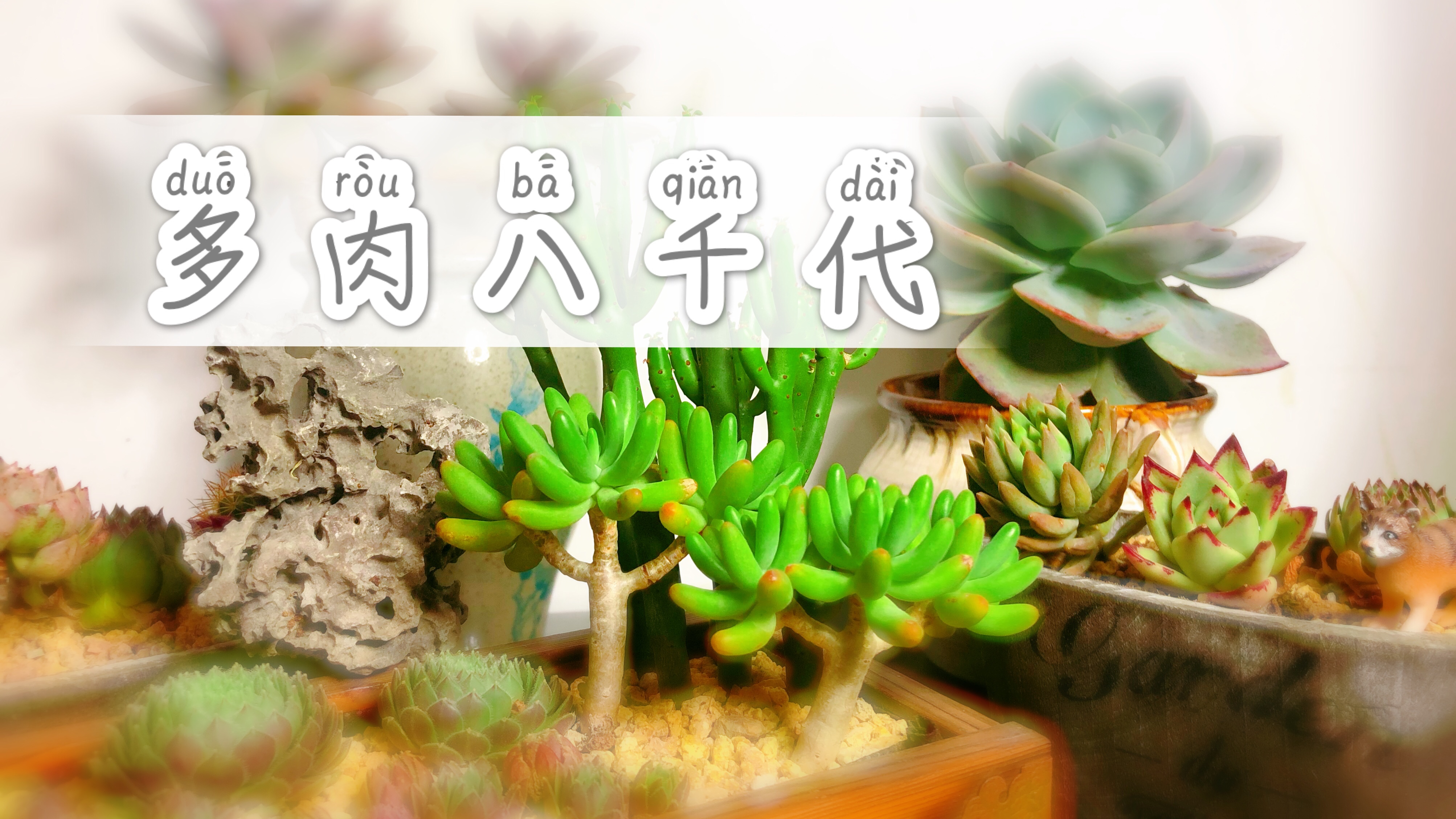 一种像三叉戟的多肉植物-八千代