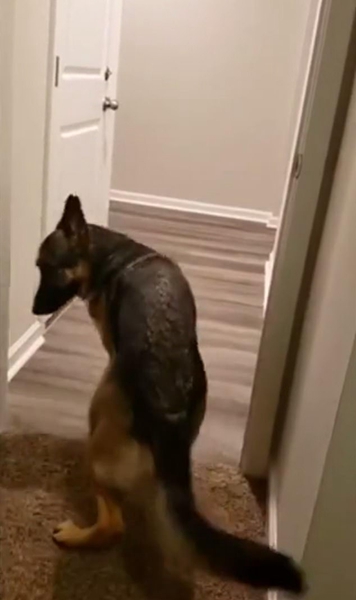 搞笑!一德国牧羊犬因恐惧倒着进入主人家客厅