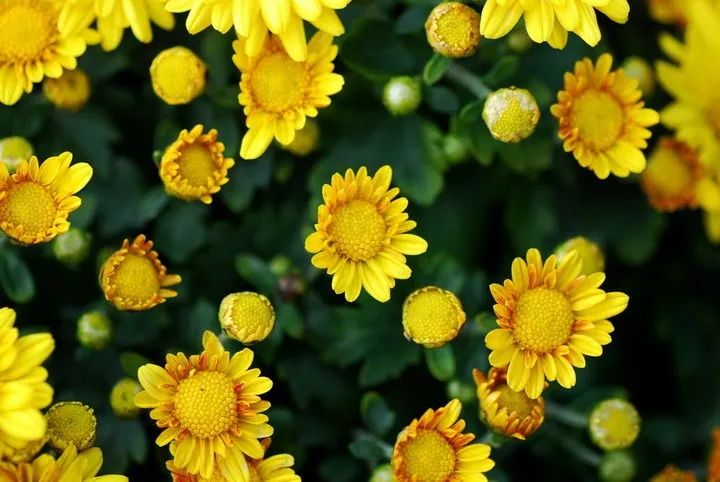 董春兰:七绝三首(平水韵)