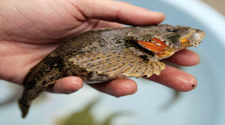 名冠天下的四腮鲈鱼,如今成为二级保护动物,到底有着何种魅力