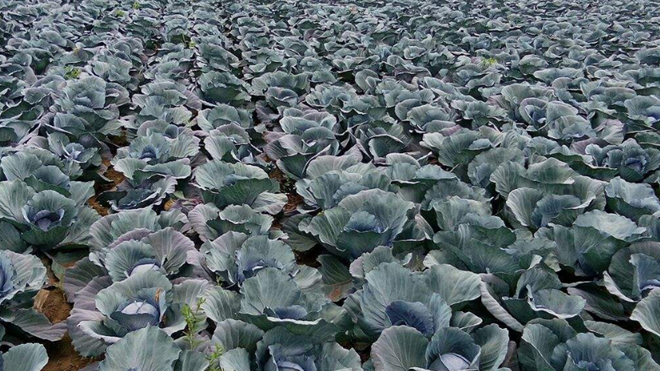 紫甘蓝种植 - 2020年最新商品信息聚合专区 - 百度爱采购