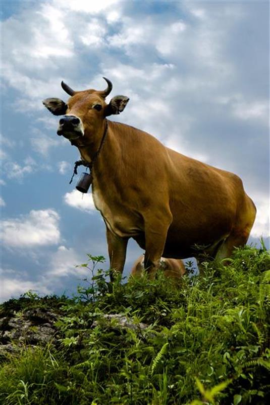 恩施黄牛:奔跑在大山的雪花牛肉