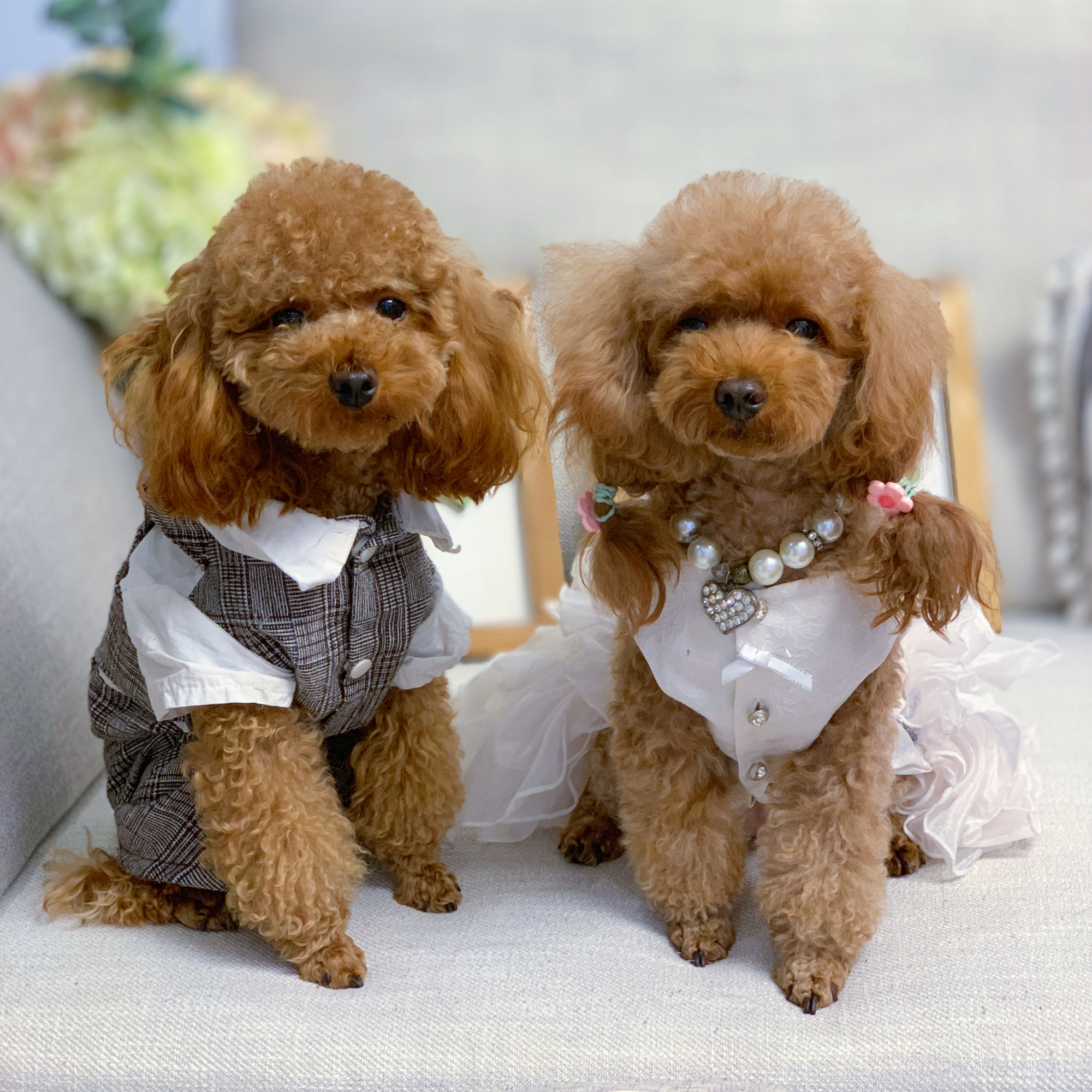 七夕节到了,铲屎官给狗狗穿九套情侣装秀恩爱