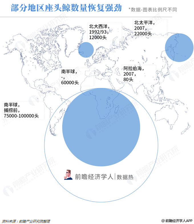 数据热|鲸类数量正在复苏:蓝鲸数量仍然极低,南半球曾有二十万头,现