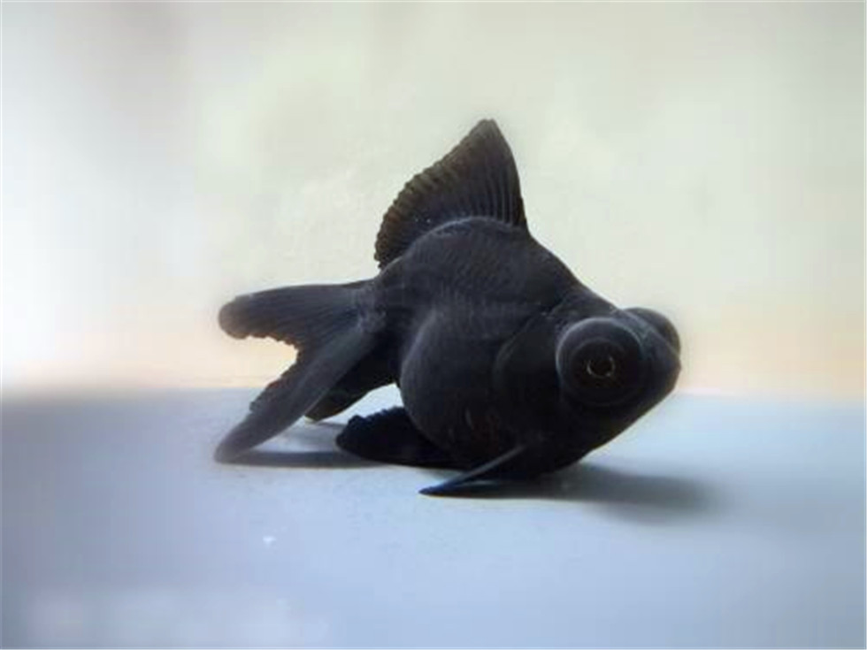 商品专题_鱼观赏基本上,金鱼是属于翻沙的鱼儿,尤其是黑牡丹这种调皮