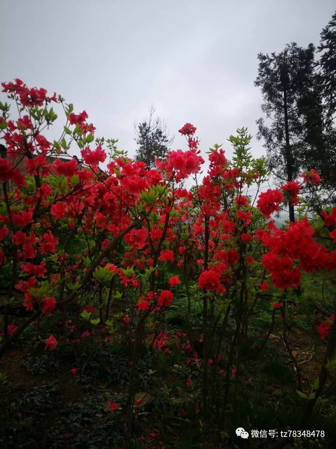 天台大雷山,漫山遍野的映山红,美翻了!