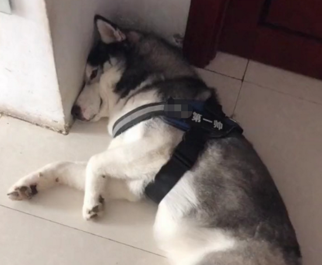哈士奇在外面被泰迪揍了,回到家后就成了这样,可给委屈坏了!