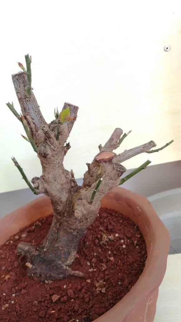 9种花修剪大全,86张示意图,开春养花人必备手册!