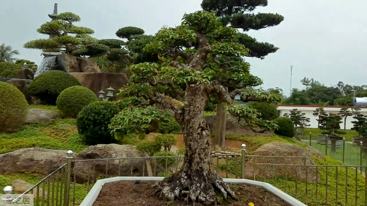 盆景欣赏:杨桃树制作成盆景,可以吃又可以观赏,好想种一盆