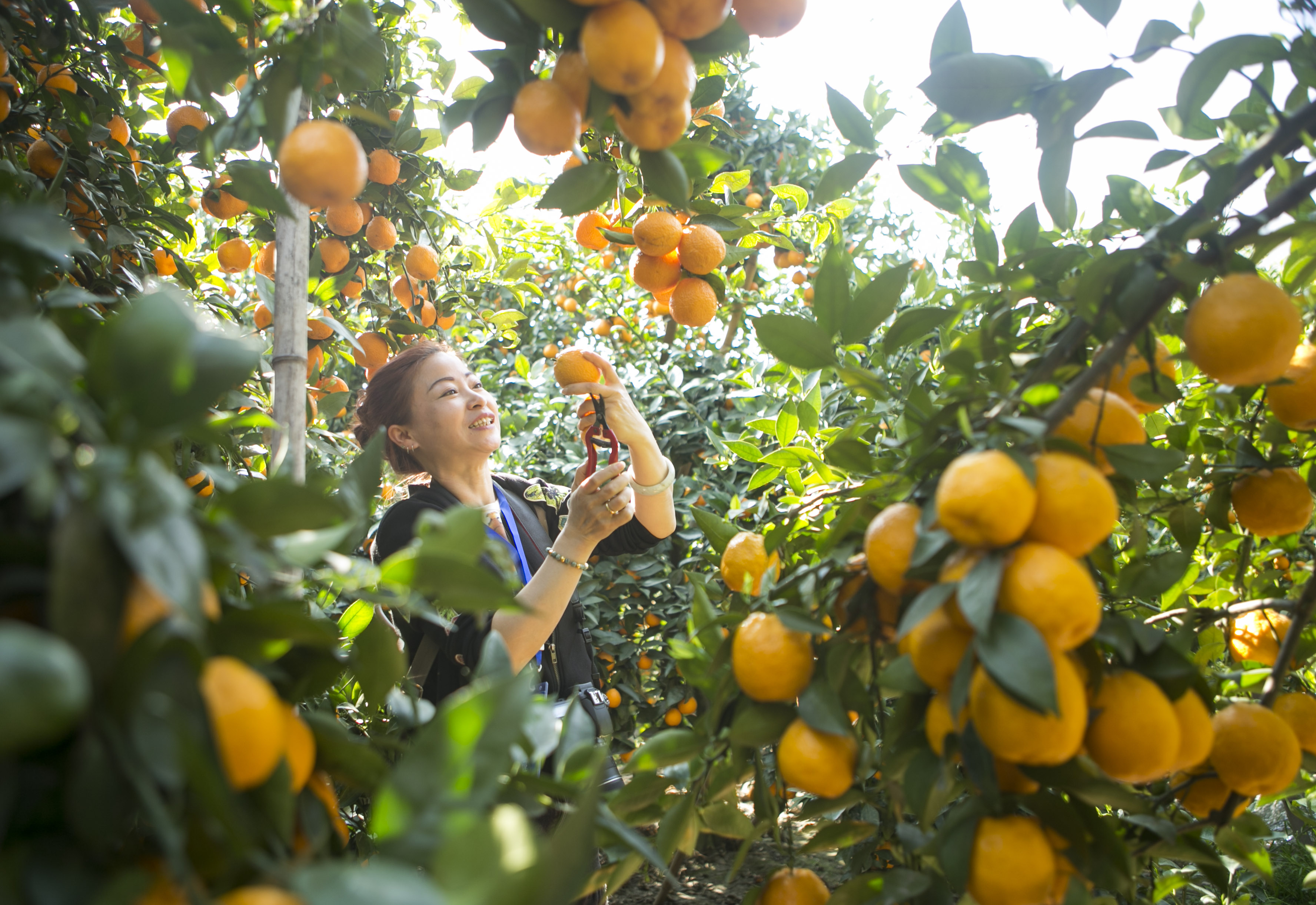 四川石棉:黄果柑迎来丰收季(1)