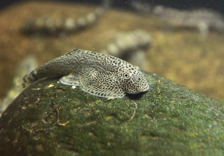 科普一下,了解贵州爬岩鳅的请举手