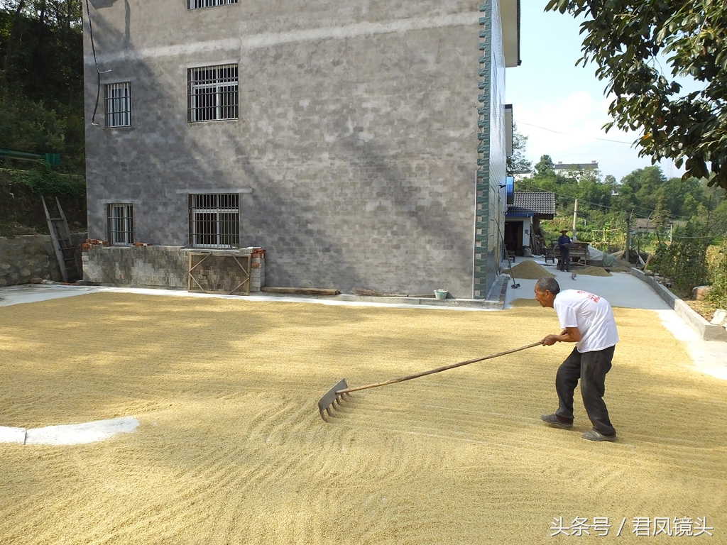 湖北宜昌:八旬"驼背"老人收晒稻谷 手脚麻利 自强不息令人敬