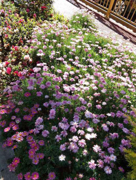 最易养成花球的玛格丽特,春天正值旺季,一剪一浇就开爆!