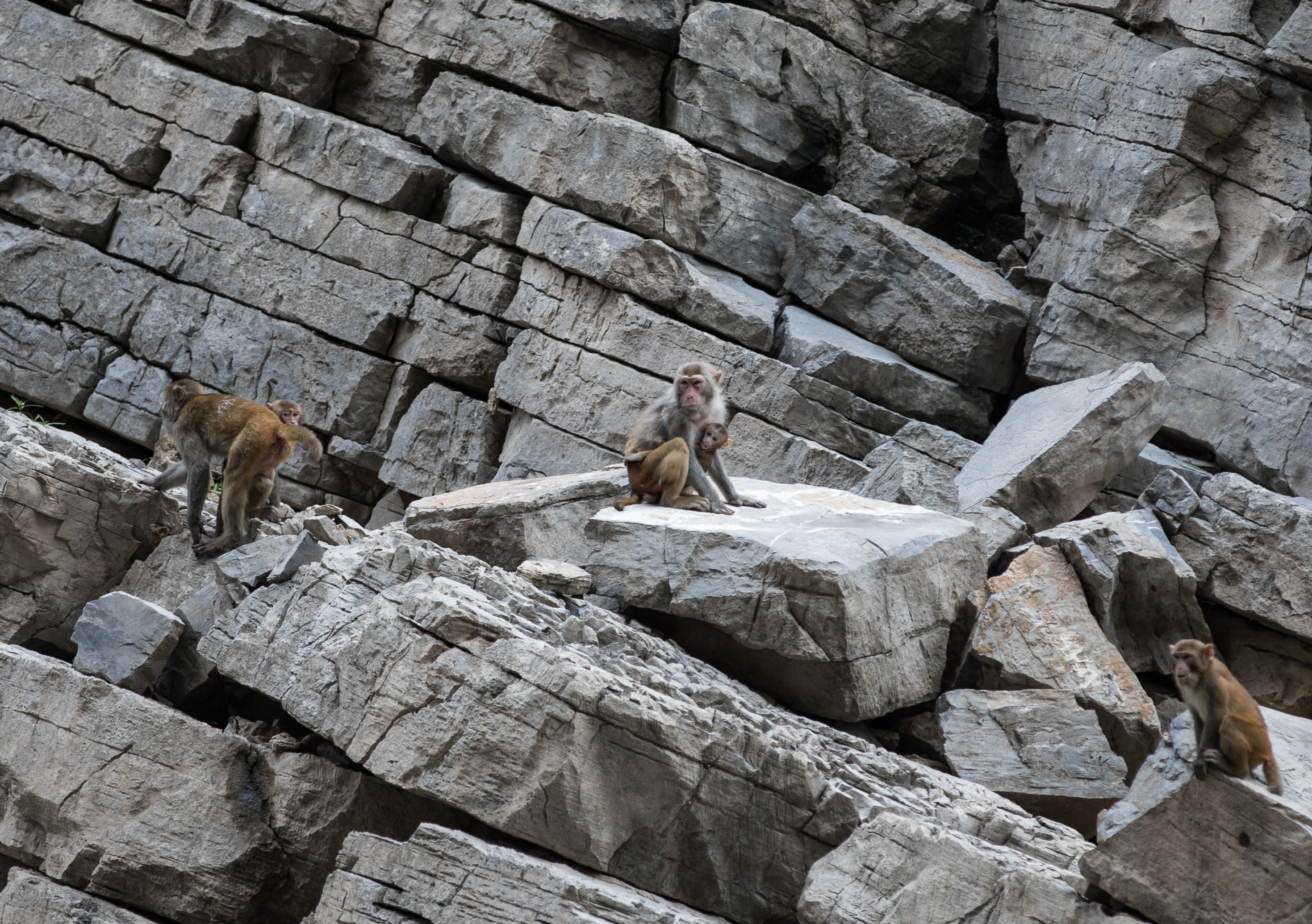 小三峡闻"猿啼声"(1)