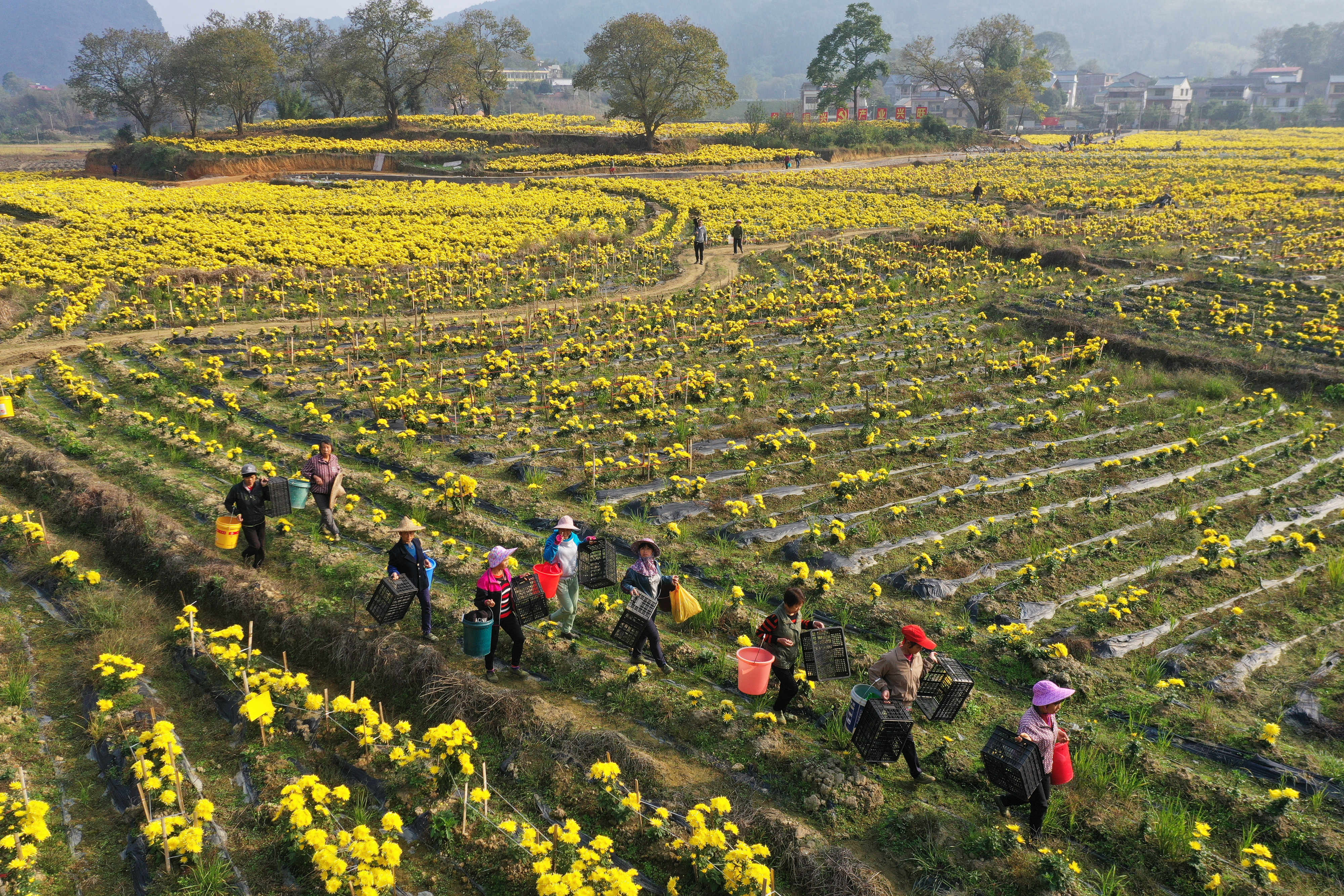 广西融安:种植金丝皇菊 助力脱贫增收(2)