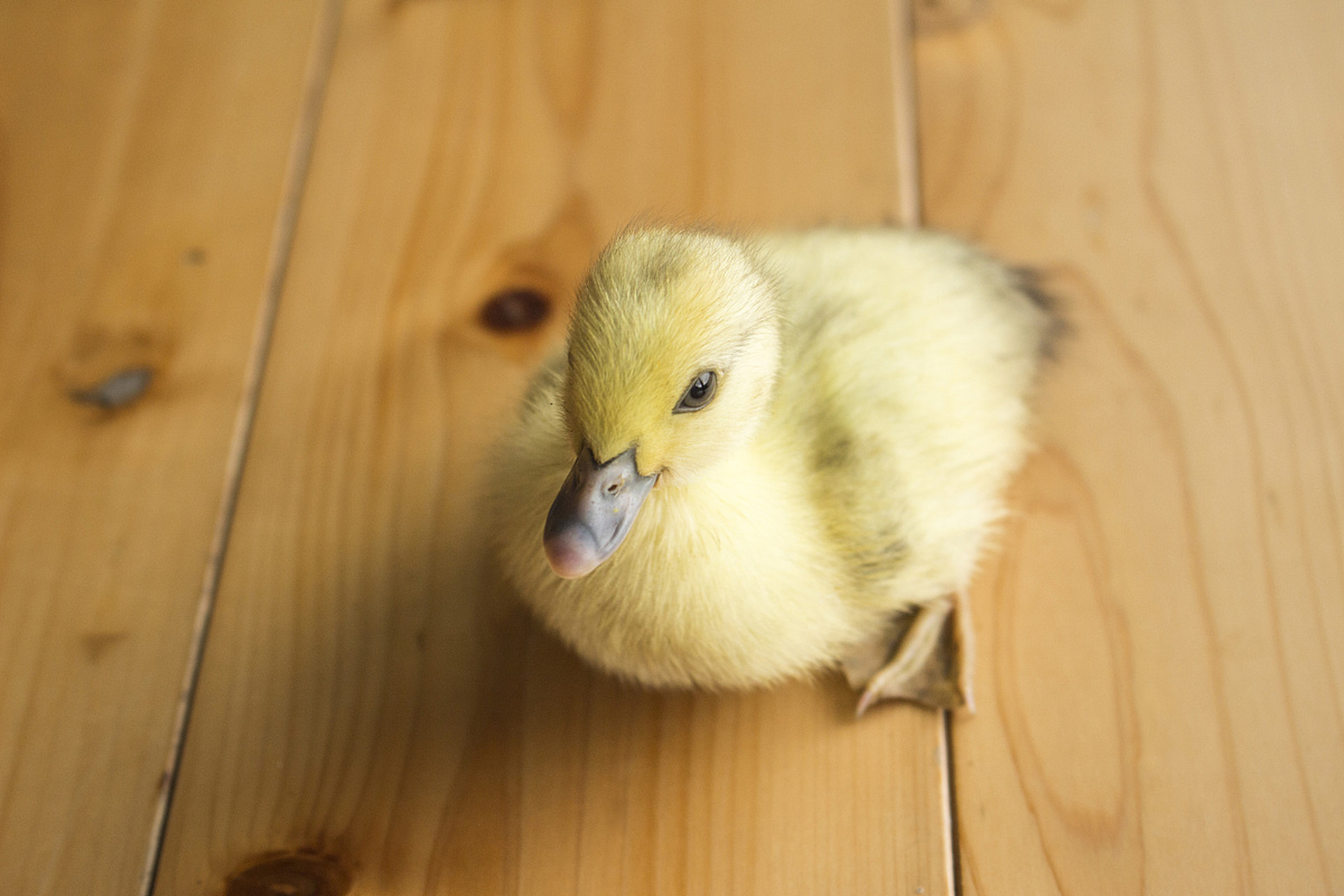 [原文:柯尔鸭为什么那么贵?