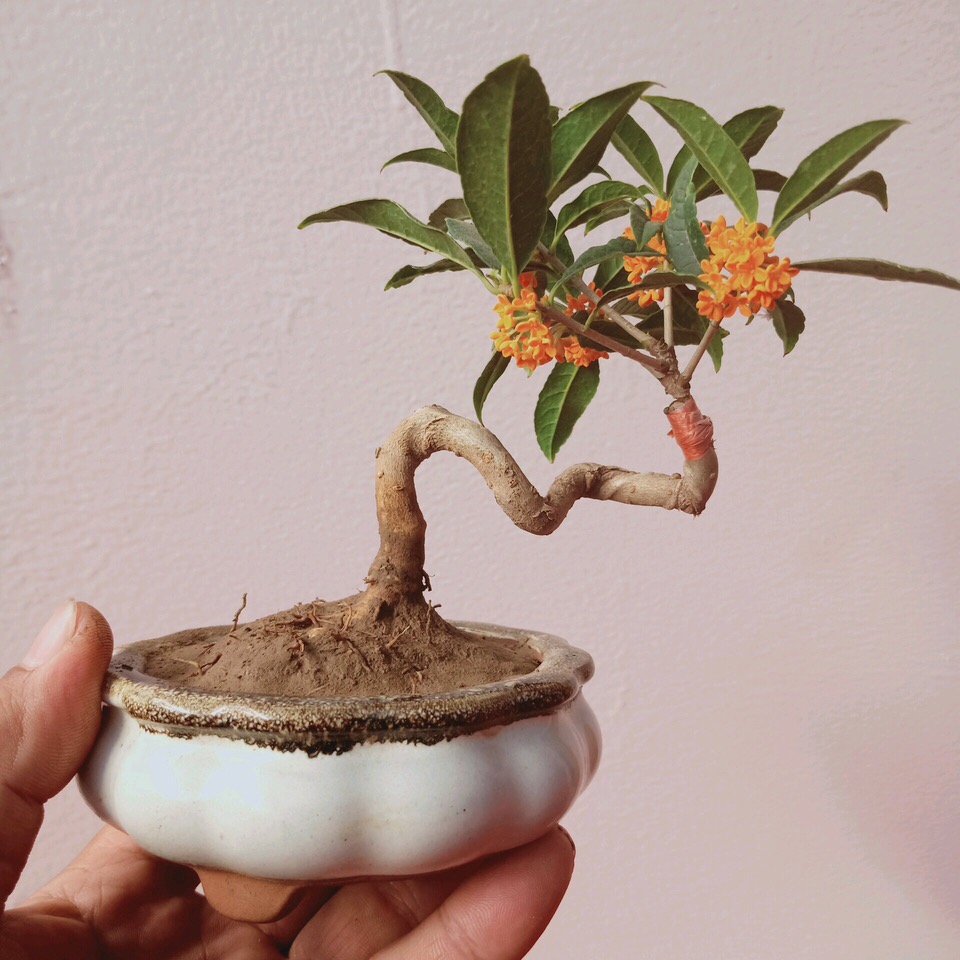 秋天养桂花,提前做3步,1个月以后,花苞嗖嗖冒,开花量多1倍