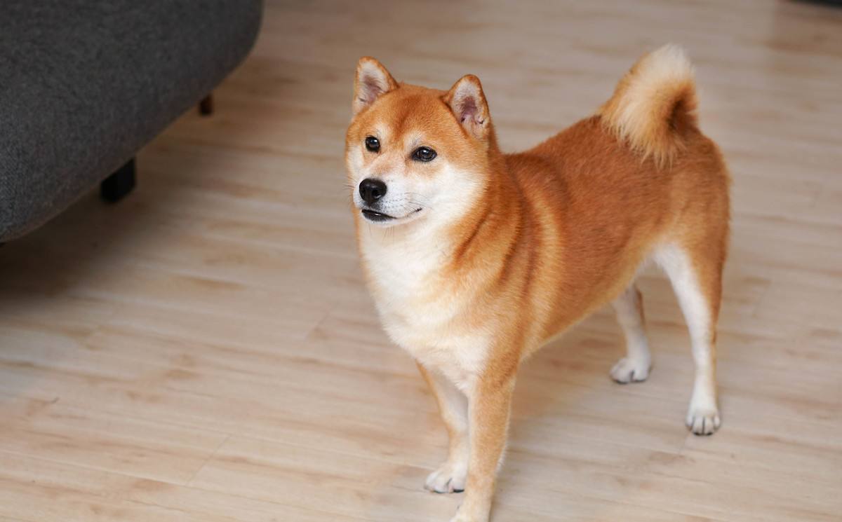 柴犬与大黄狗相似度颇高,为何身价与知名度却相差甚远?