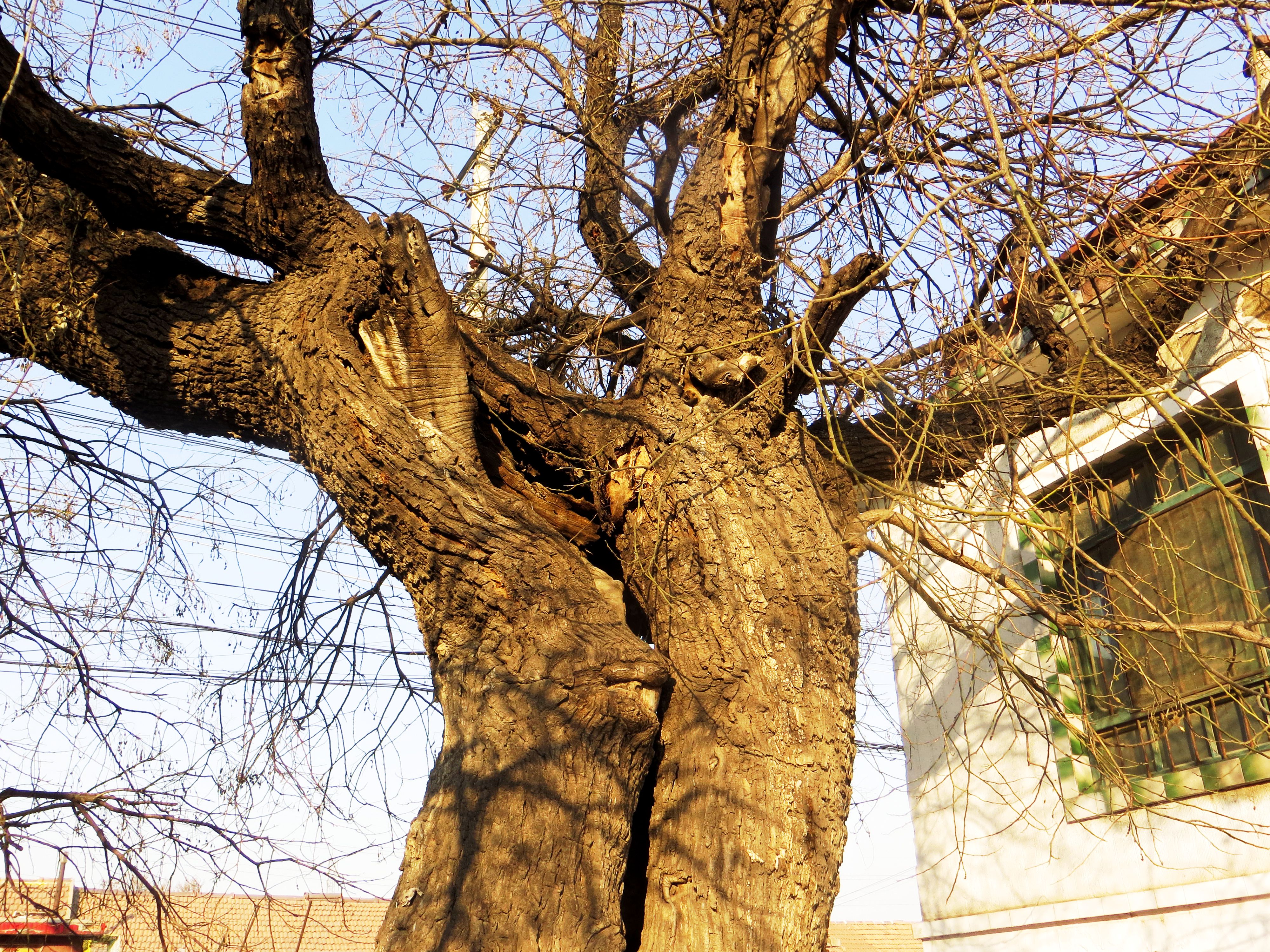 中埠镇大王村有一棵千年槐树王,树冠如龙爪,需五人合抱