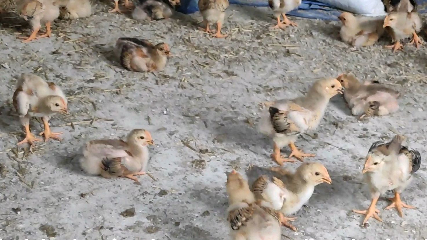 原来这才是九斤黄大型鸡苗!果然高大威猛!年挣20万全靠它了