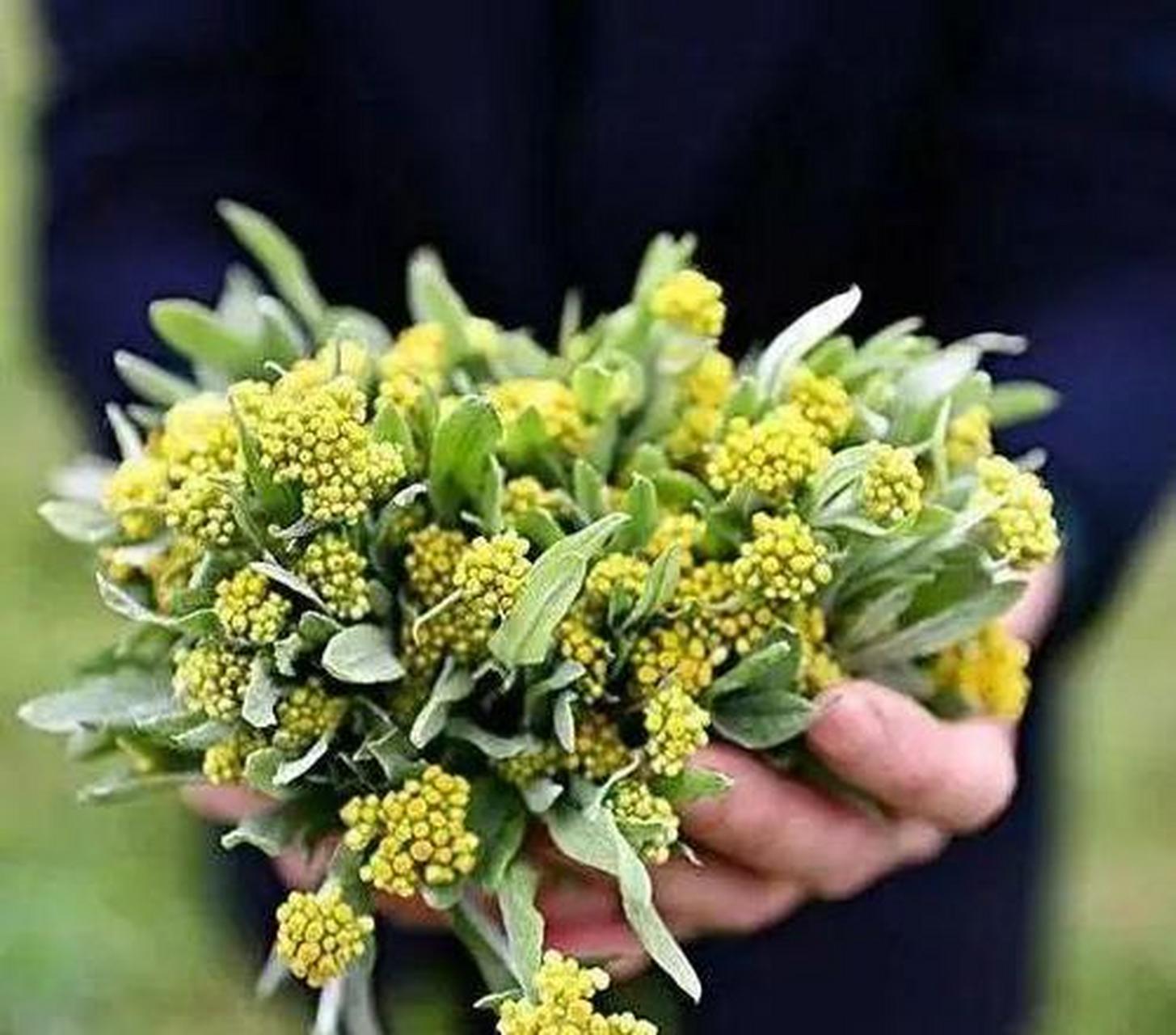 #清明习俗#插柳,在我国北方的一些地区,每到清明节,每家每户都会在大