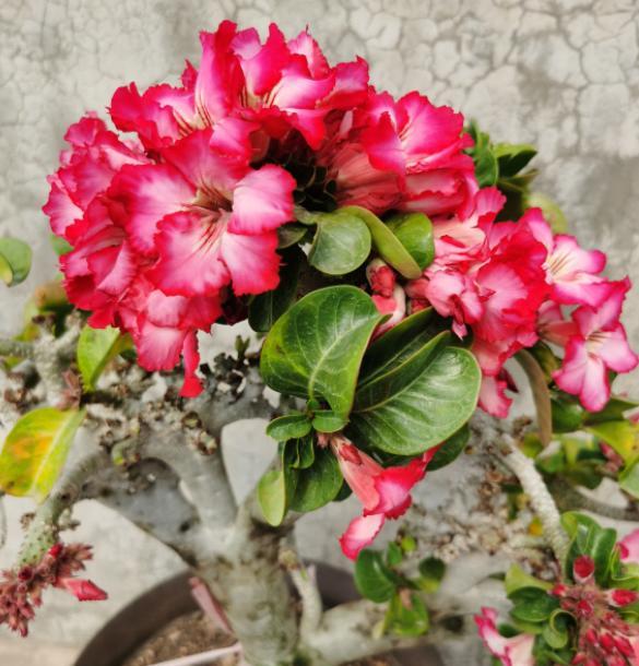 沙漠玫瑰特好养,平时注意"2件事",不黄叶落叶,四季花开不断
