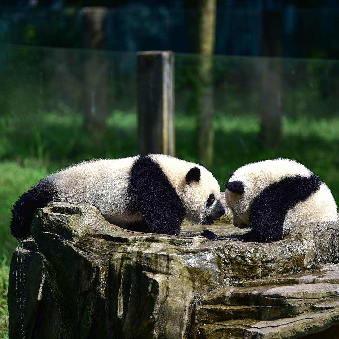 两个熊猫照片图片