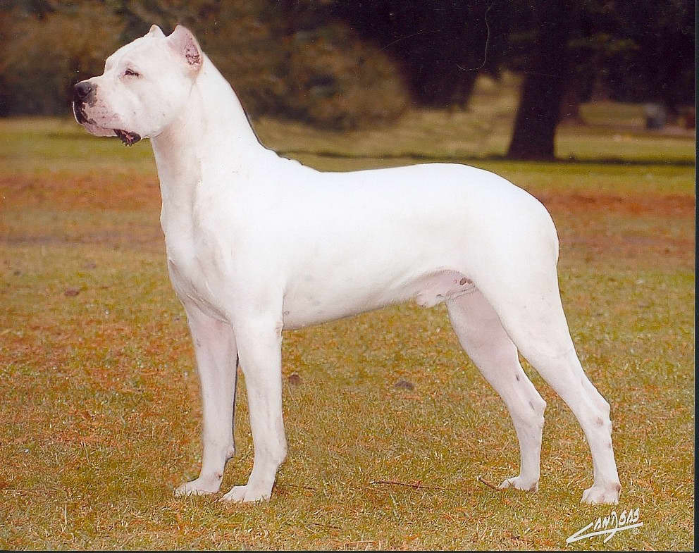 阿根廷杜高犬 杜高犬是在南美培育的少数犬品种之一,20世纪20年代,一