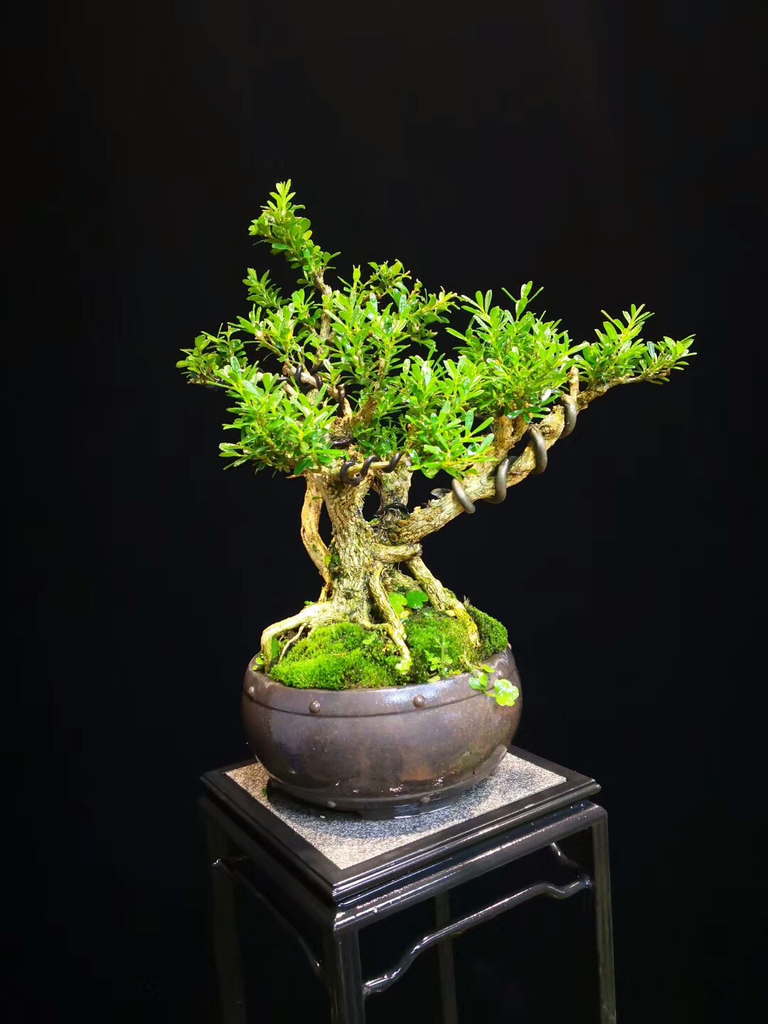 黄杨精品老桩盆景,有造型,有个性,让人一饱眼福!