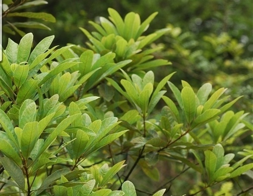 香皮树你了解吗?看看这些再说话