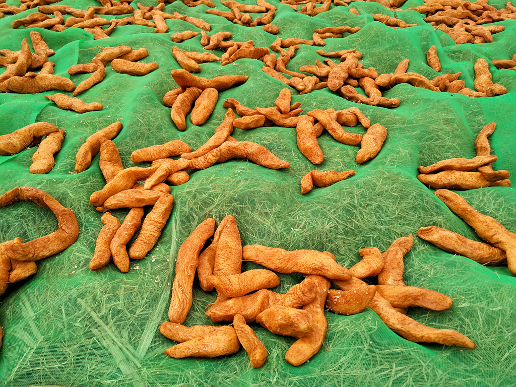 沙古菜头仔价格好 促进农民增收