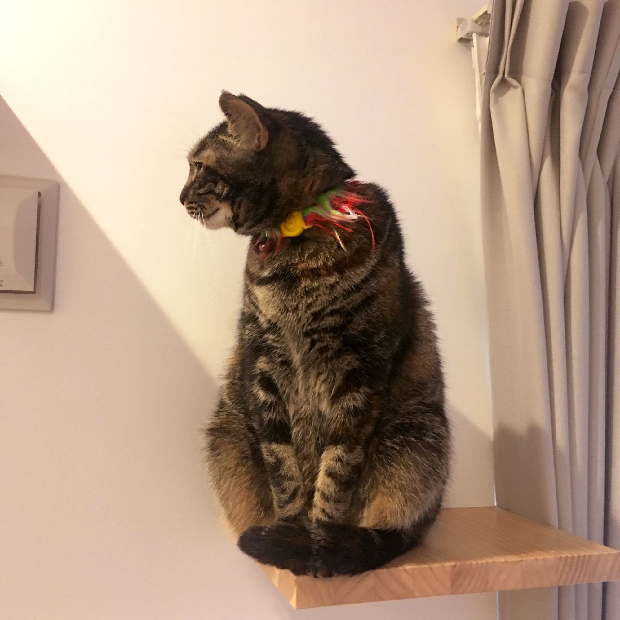 这猫咪坐姿羞答答的,一看就是女喵纸!
