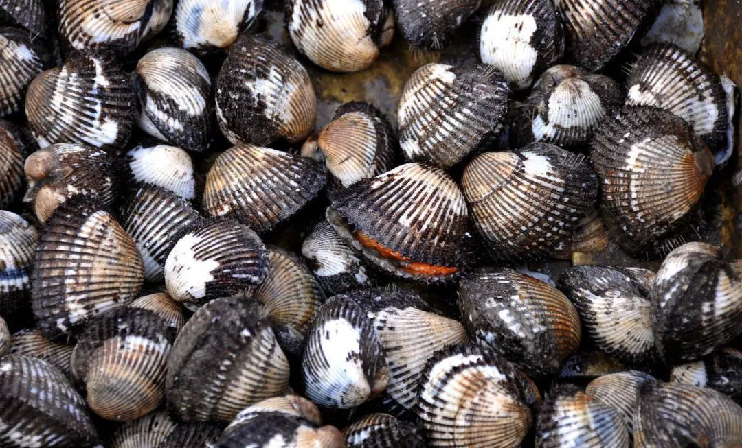 泥蚶的生长,采苗场选择以及繁殖需要亲贝的数量,统统告诉你