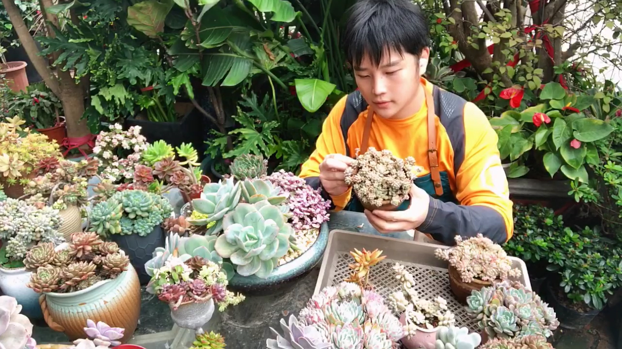 多肉达人今年目标是从700盆肉肉增加到1000盆 如此爱肉你怎么看?