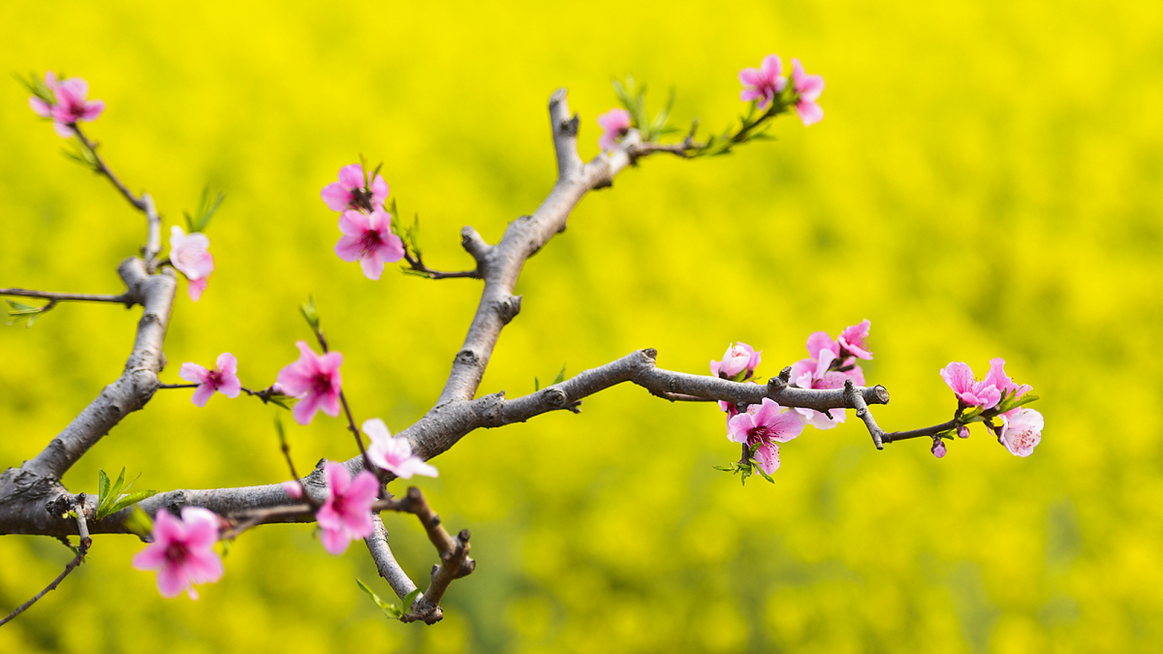 迎接春天# 阳春三月,春光明媚,正是踏青好时节.