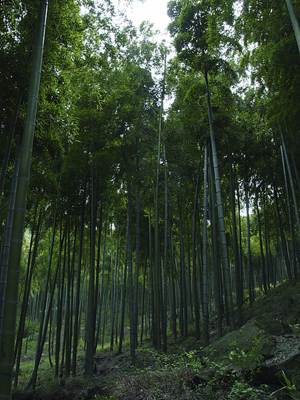 永川的茶山竹海,我的心灵驿站  在我心中,永川区的茶山竹海仿佛是一个
