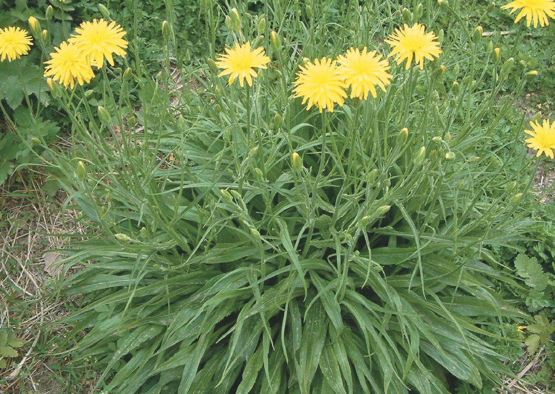 你知道婆罗门参是什么吗,我们应该如何进行栽培管理?