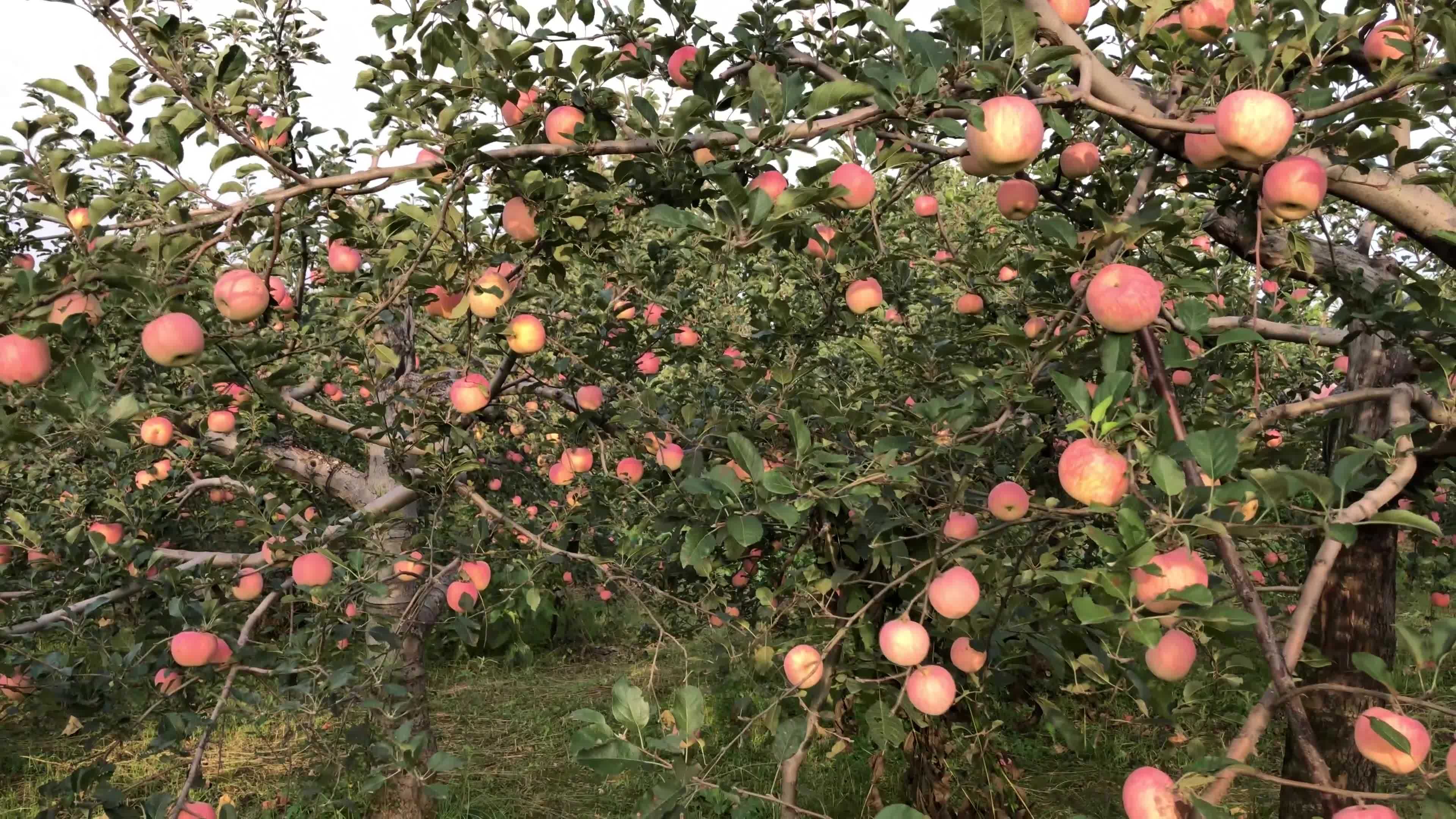 苹果阴雨天气常发的八种病虫害及防治措施,抓紧收藏