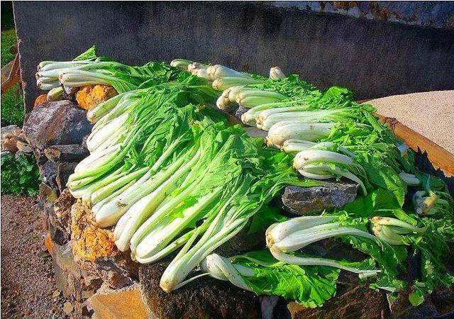 用"箭杆白"腌制的酸菜,可以做成这样的美味