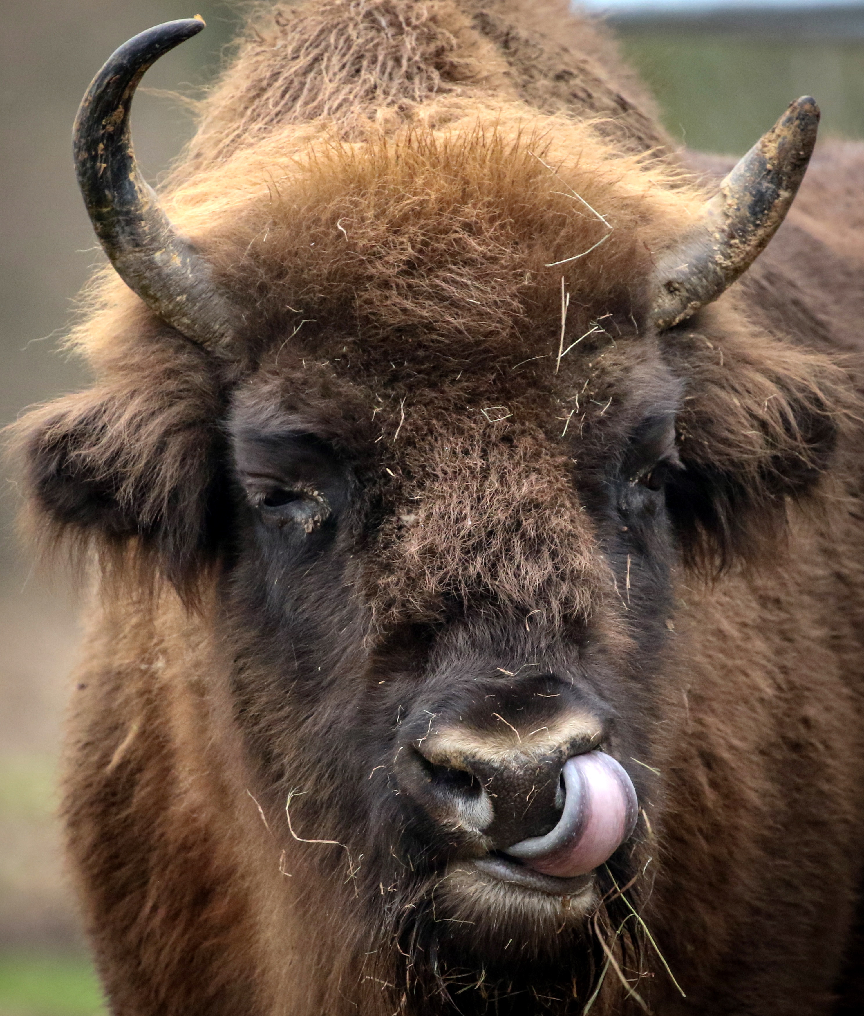 斯普林的"野牛和鹿"公园(2)